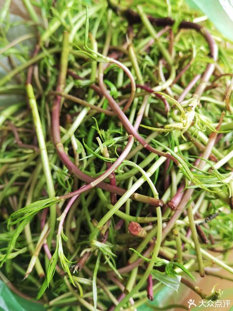 春食野菜正當時：解鎖自然饋贈的養(yǎng)生密碼(圖2)