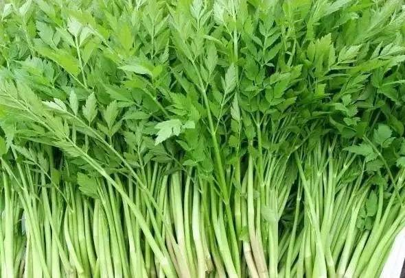 春食野菜正當時：解鎖自然饋贈的養(yǎng)生密碼(圖4)