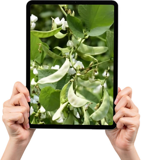 9 (Copy).png